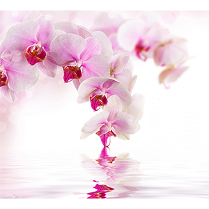 Фотопанно "Розовая орхидея D-070", 3000*2700мм