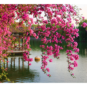 Фотопанно "Цветущие ветви в саду Китая B-077", 3000*2700мм