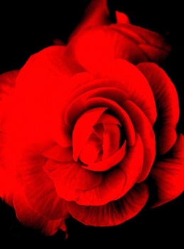 Фотопанно "Роза в тени D-083", 2000*2700мм