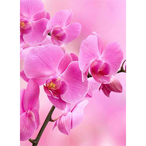 Фотопанно &quot;Орхидея розовая B-089&quot;, 2000*2700мм