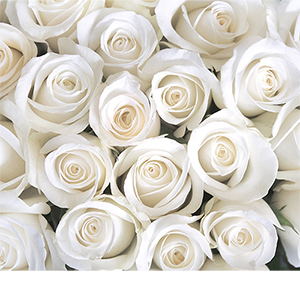 Фотопанно "Розы белые B1-091", 3000*2700мм